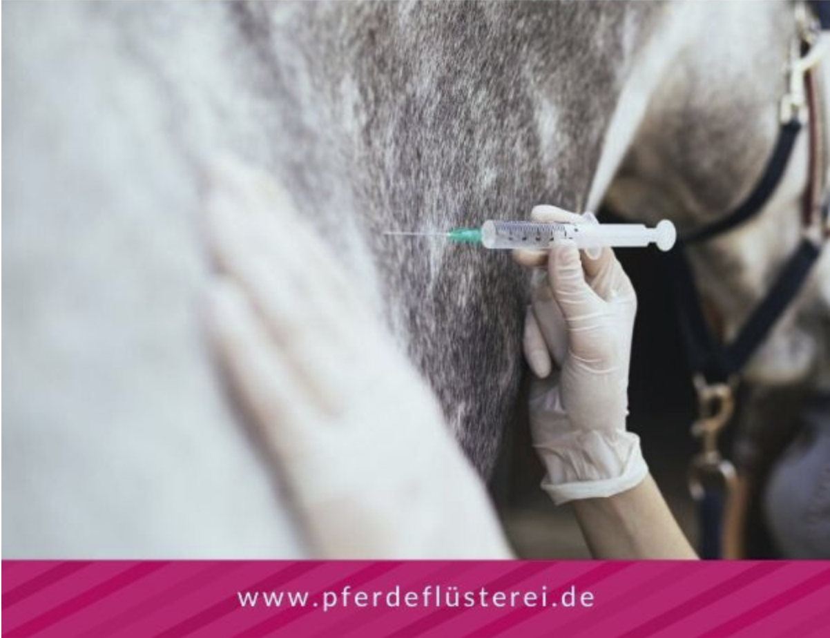 Pferde richtig Impfen!