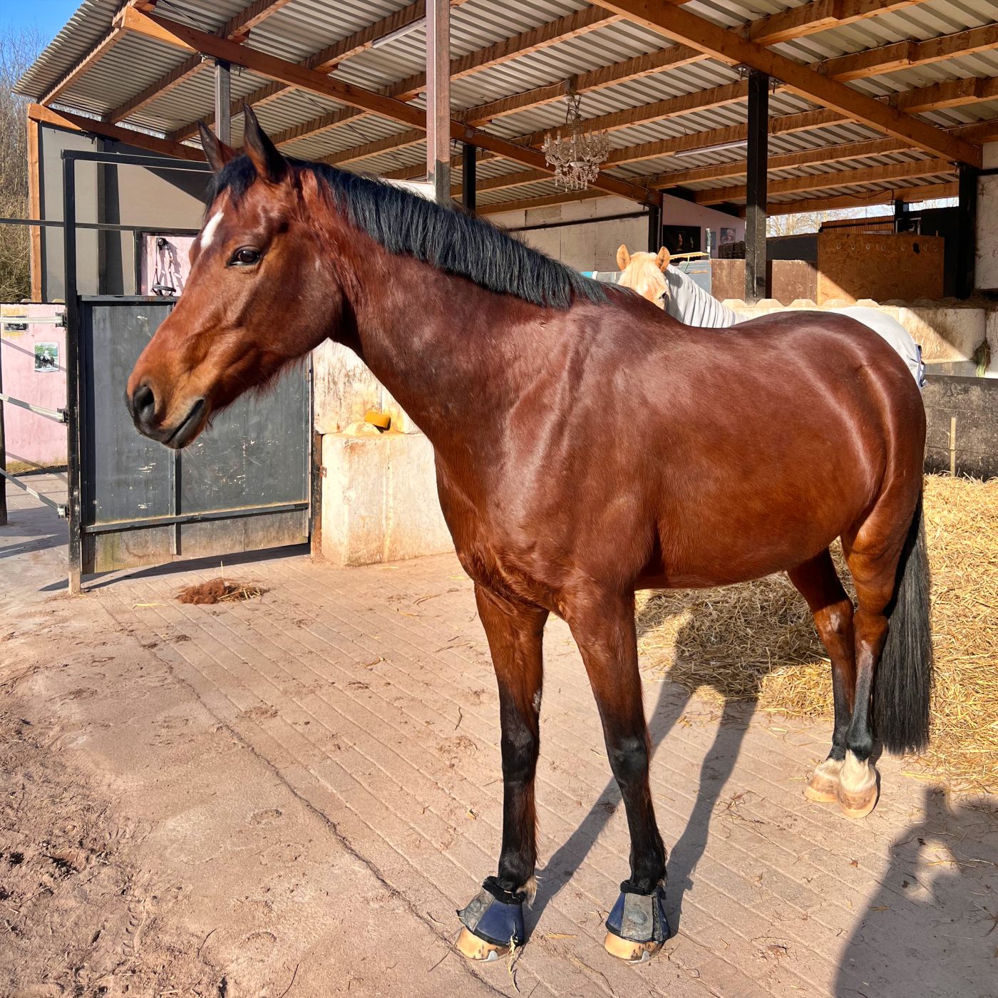 #436 Klex ist wieder da