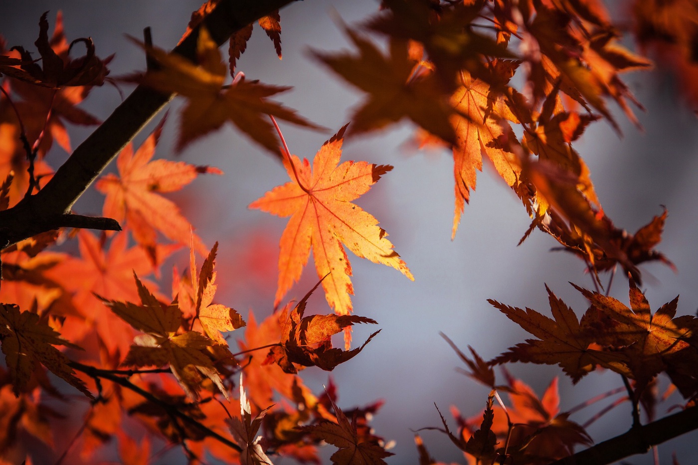 AUSGABE ELF - Der Herbst ist der bessere Frühling!