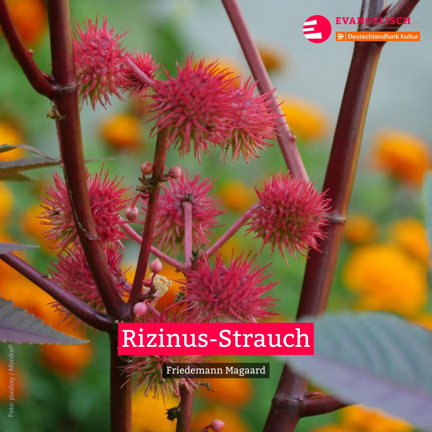 Rizinus-Strauch
