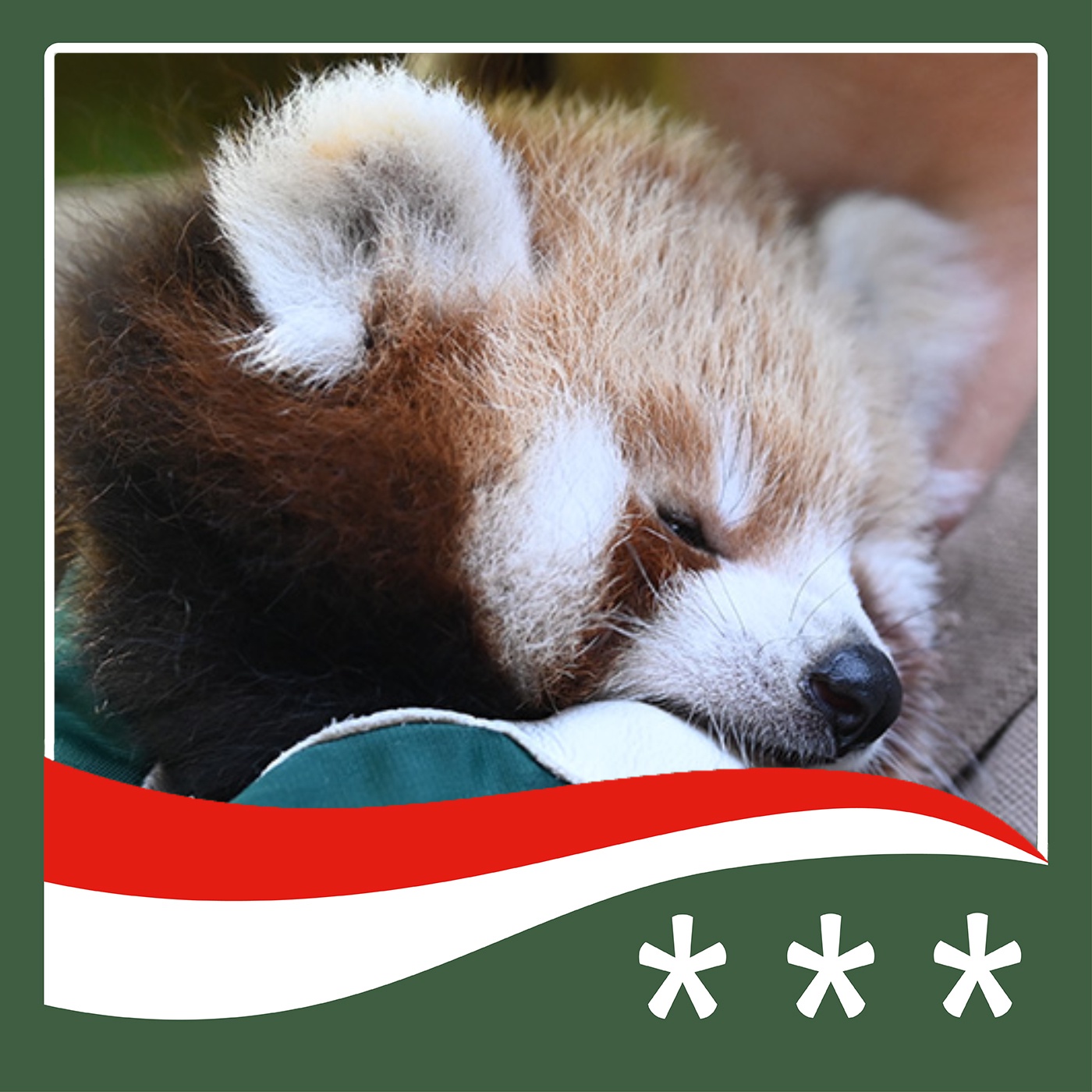 #473 - Transfermarkt für Rote Pandas