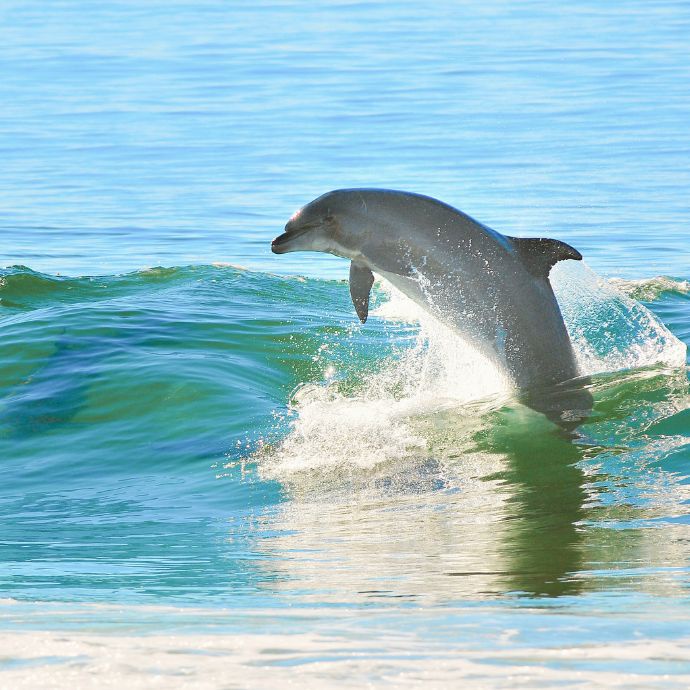 Fantasiereise mit Delfinen