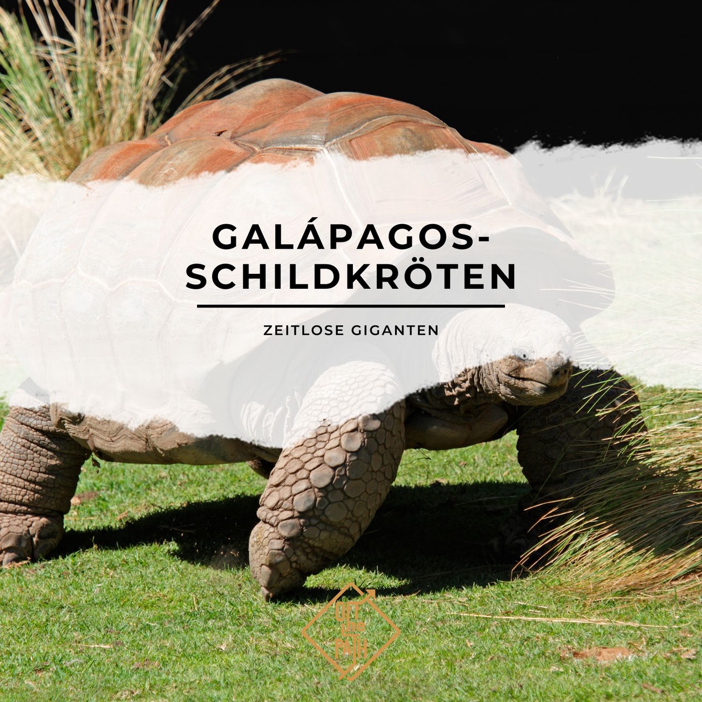 Galápagos-Schildkröten – Zeitlose Giganten