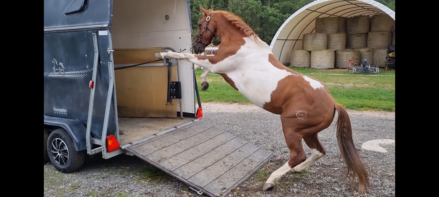 Folge 3: Das Pferd ist nicht schwierig – es überlebt