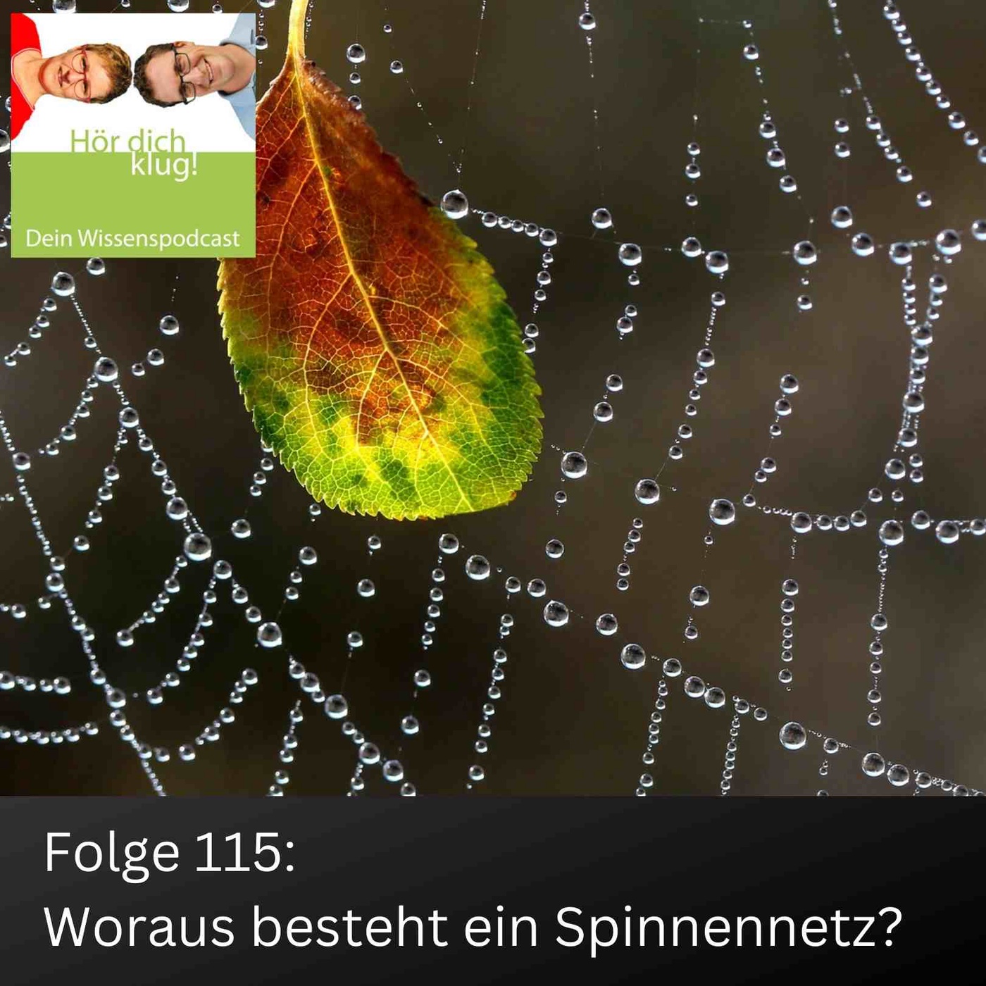 Woraus besteht ein Spinnennetz?