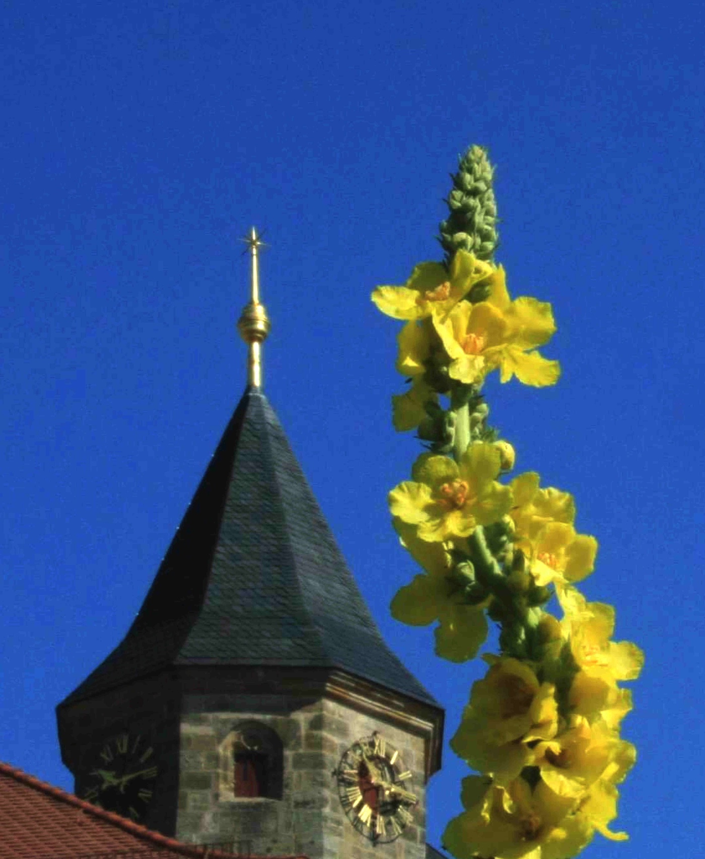 Hirt und Hirtin sein - in verlässlicher Beziehung leben