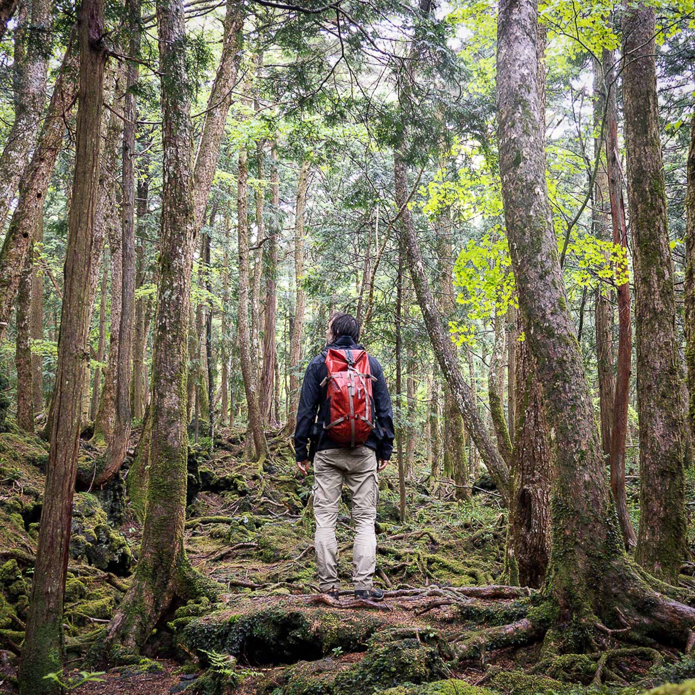 Big in Japan, Part Two – der Aokigahara, das Leben und der Tod