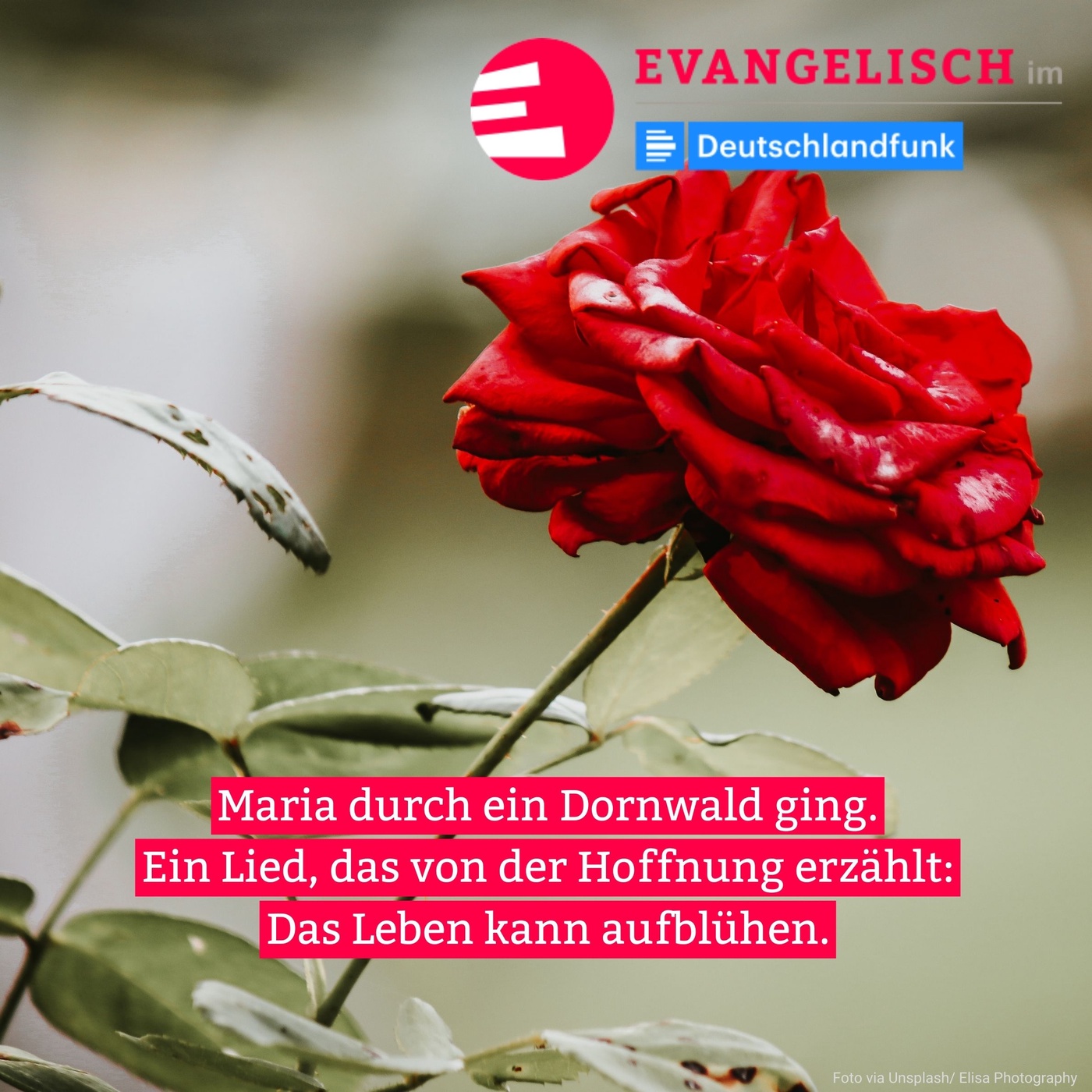Maria durch ein Dornwald ging. Ein Lied, das von der Hoffnung erzählt: Das Leben kann aufblühen.