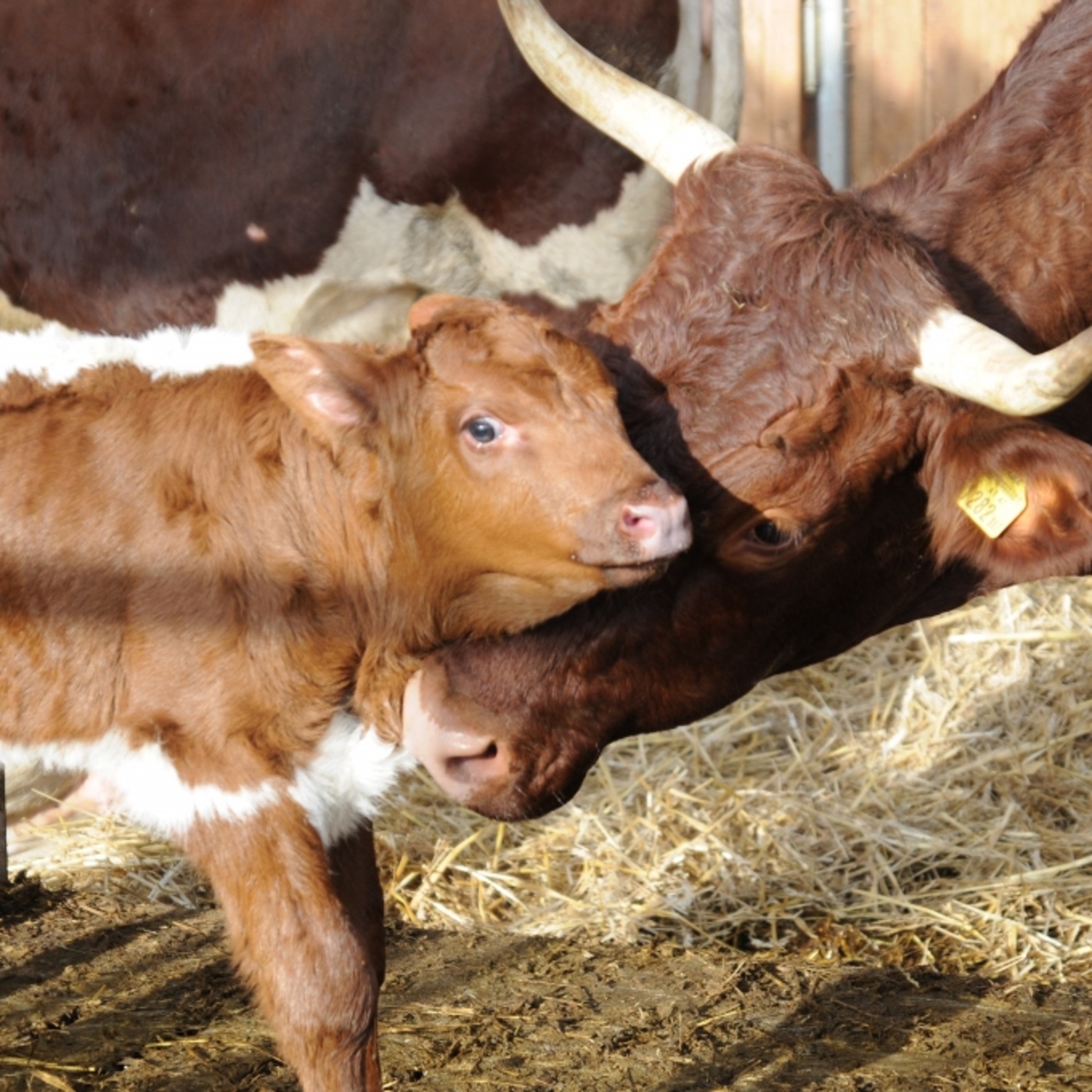Demeter: Im Stall bei den Montafoner und den Wagyurindern