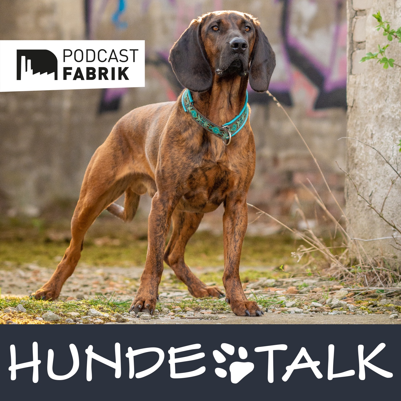 Indoor-Beschäftigung für Hunde