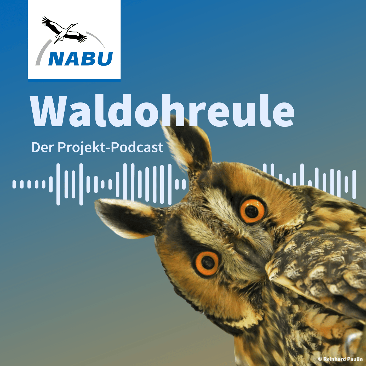 Waldohreule - NABU Projekt-Podcast