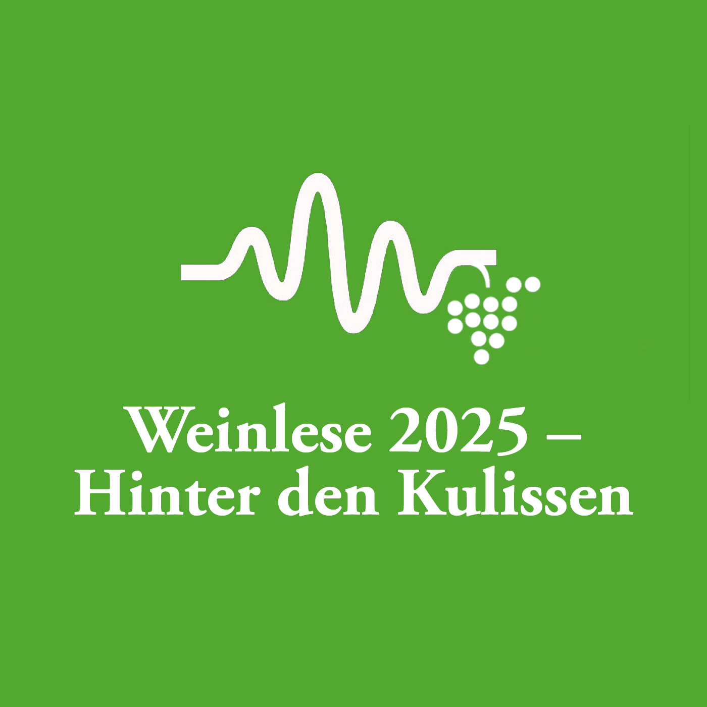 Weinlese 2025 - Hinter den Kulissen