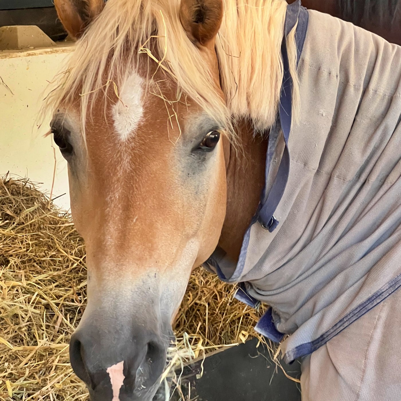 #380 Haflinger-EM vor 10 Jahren: Die wichtigsten Learnings seit Mailand