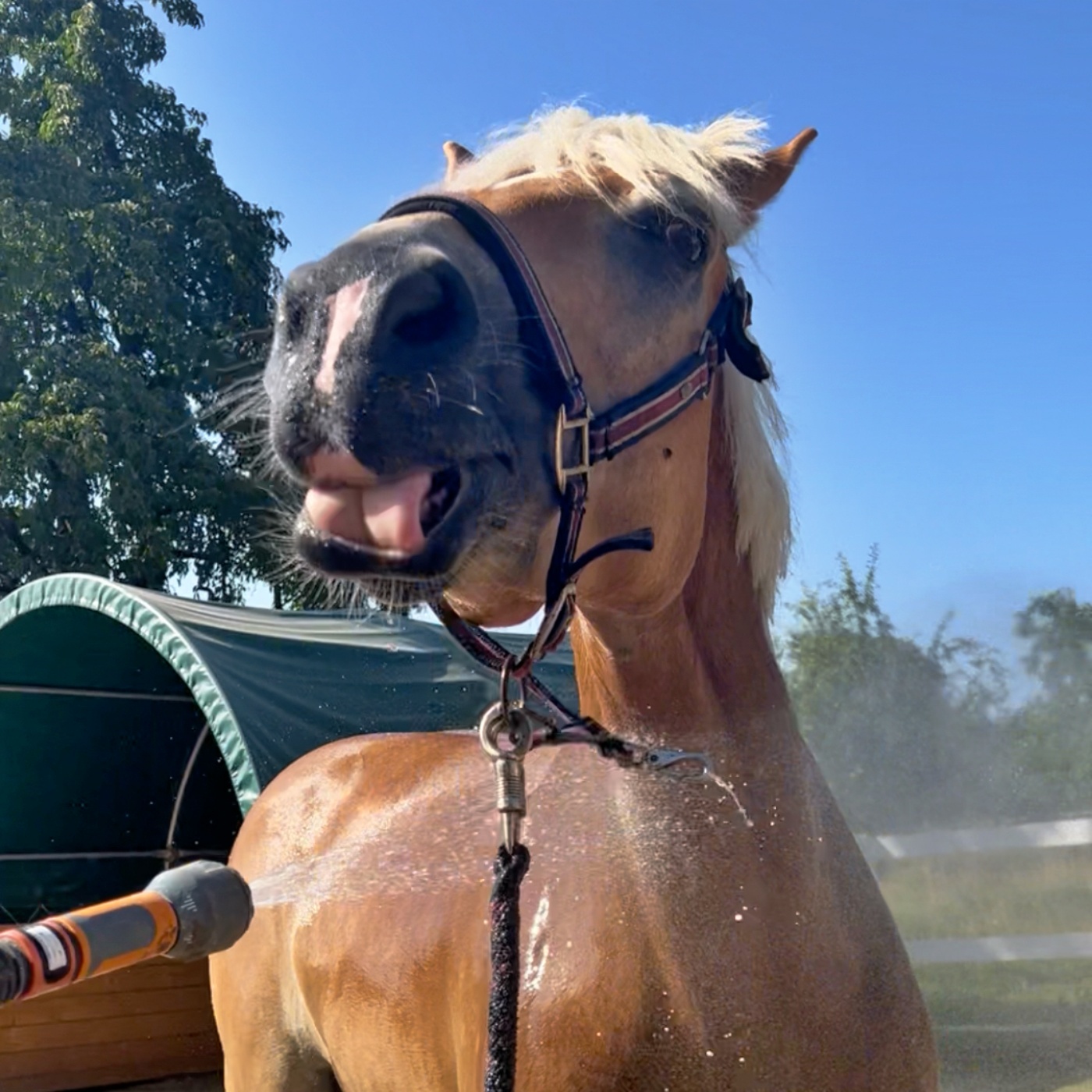 #355 Ist es okay, mit Schmerzmitteln zu reiten?