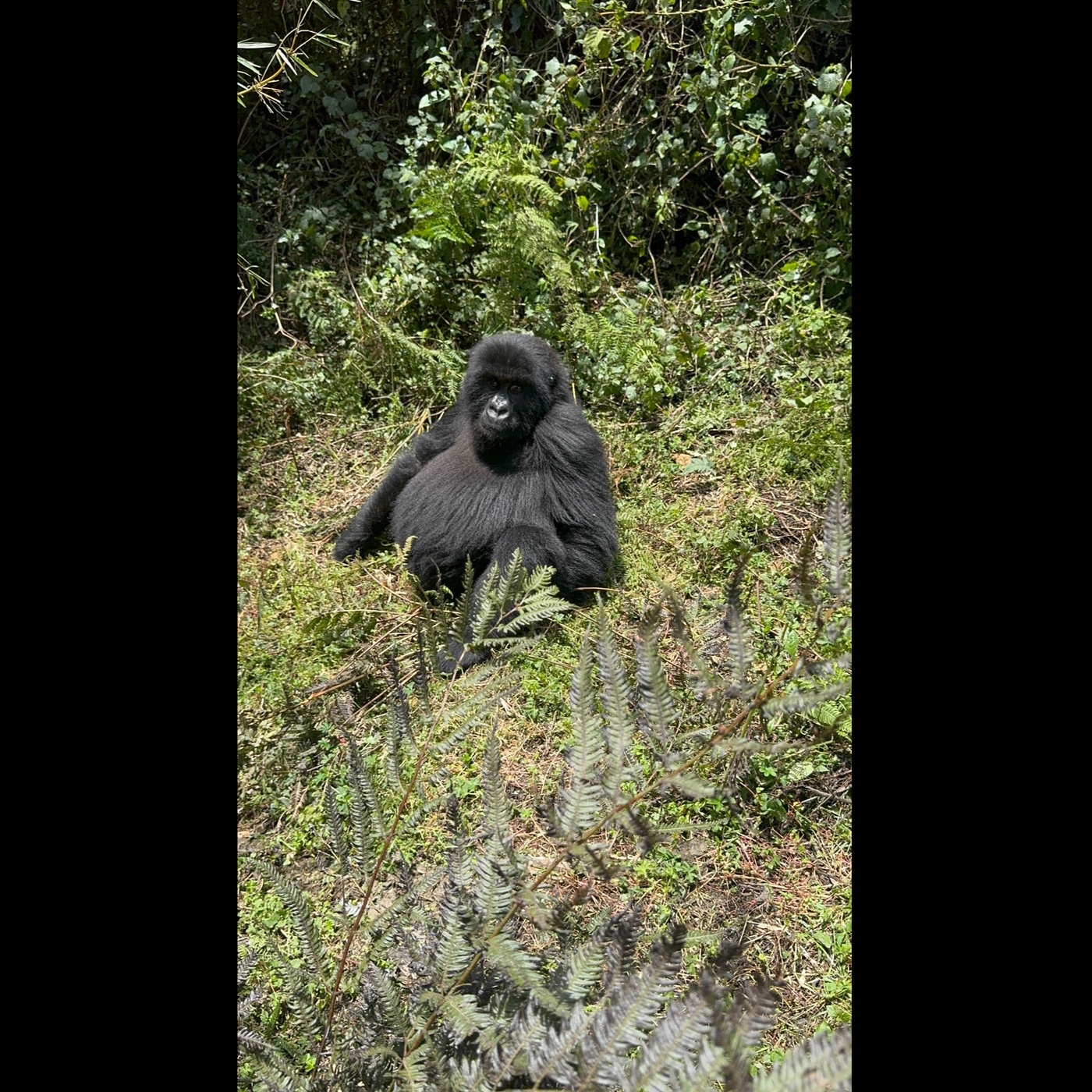 Gorillas in der Sonne 