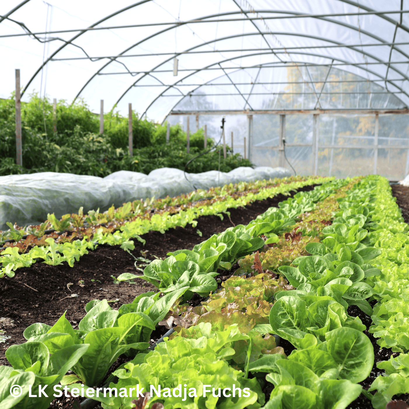 Folge 140: Klein aber fein – ein Trend in der Landwirtschaft – die Marktgärtnerei