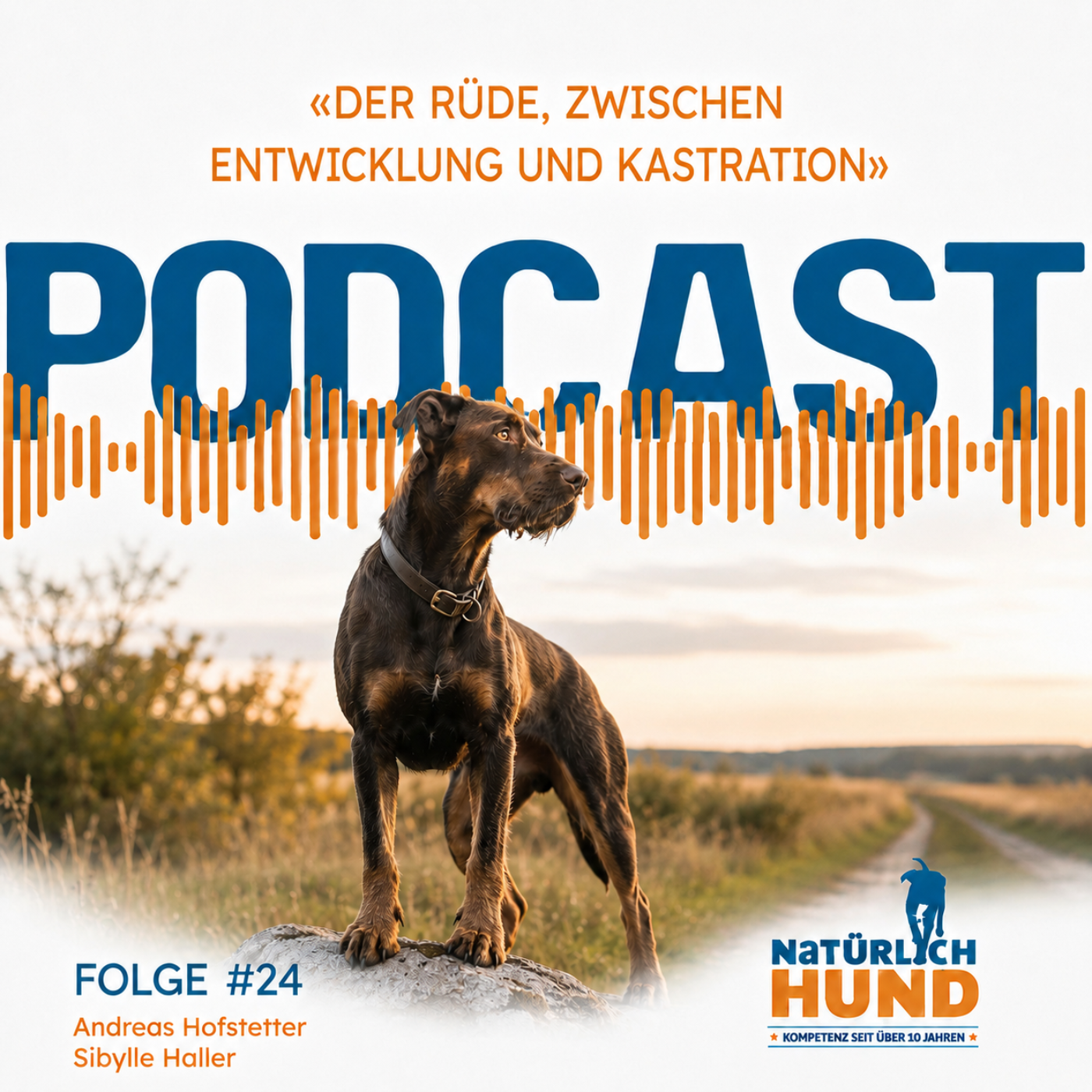 Der Rüde, zwischen Entwicklung und Kastration