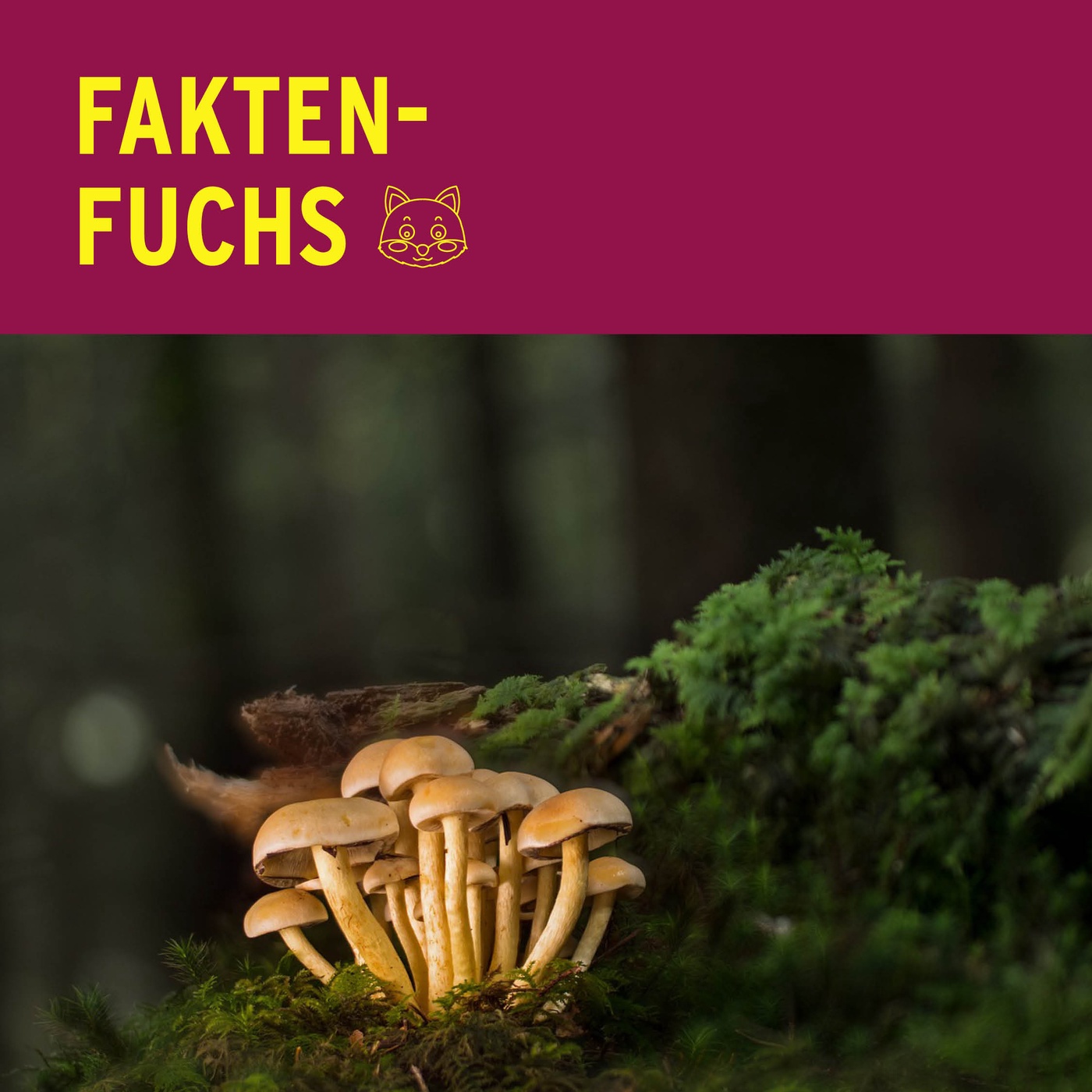 Faktenfuchs: Pilze