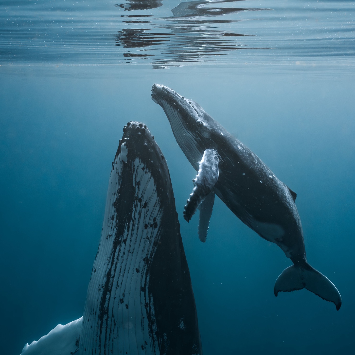 Camille & Rhea | Chemical Pollution in Dolphins and Whales