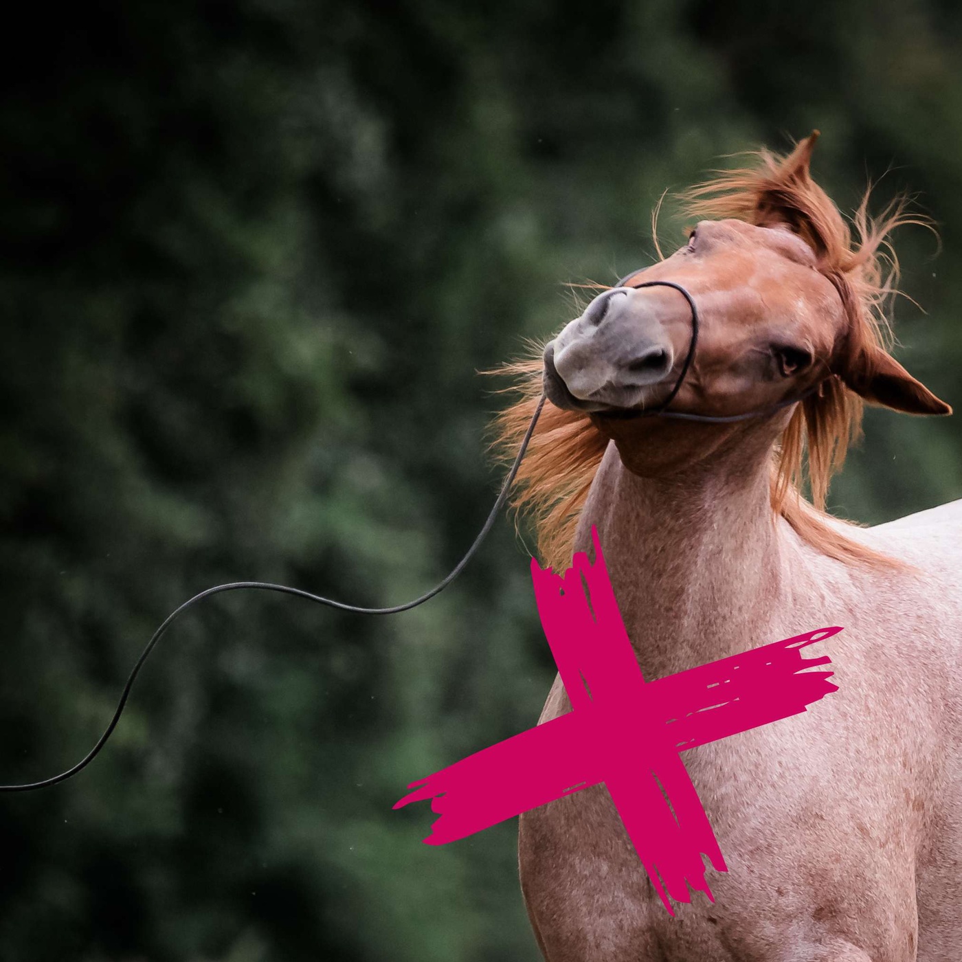 Dominanz versus Führungskompetenz