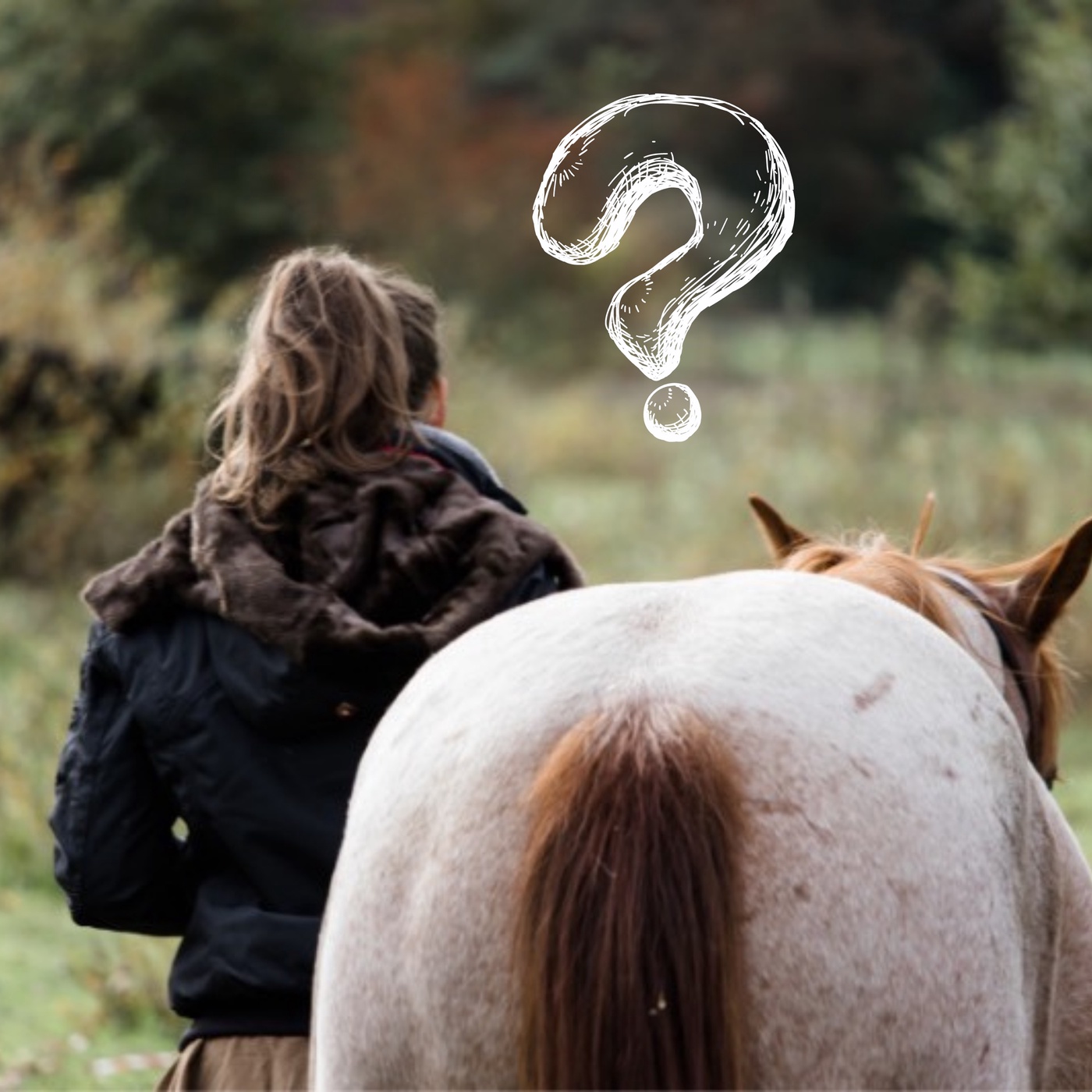 3 Fragen - 3 Antworten zum Pferdetraining