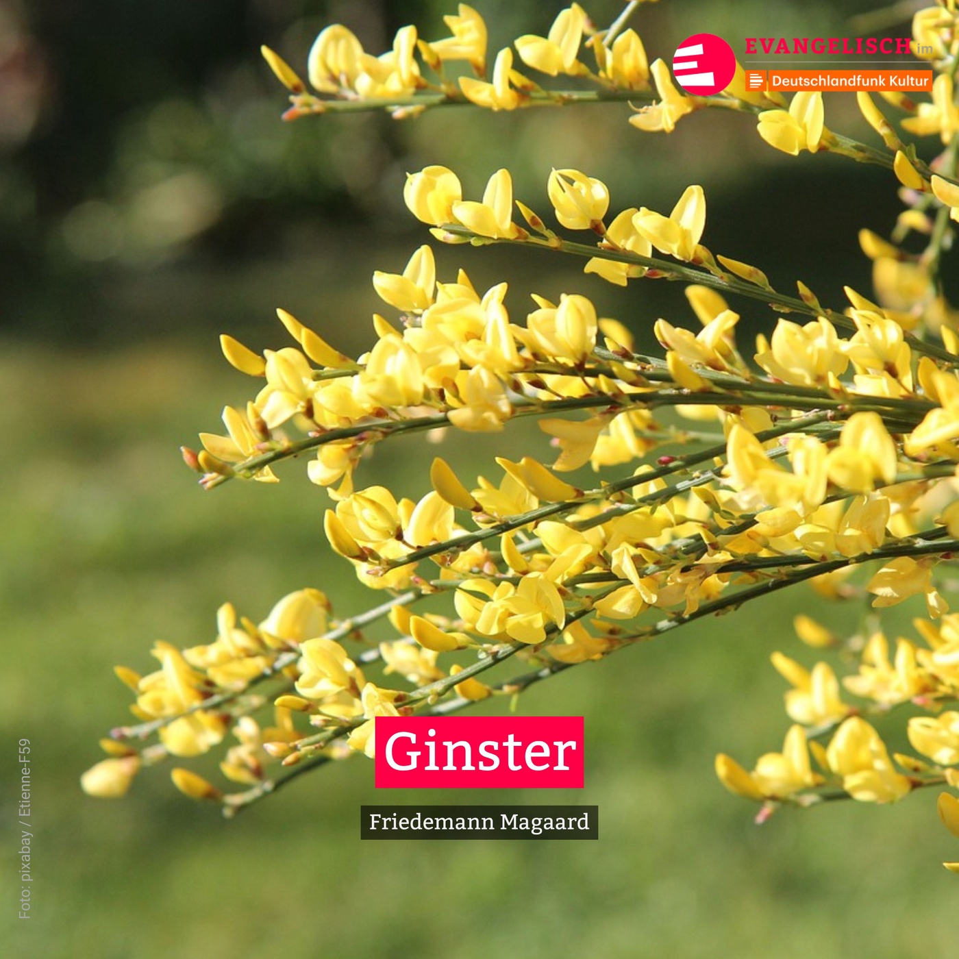 Ginster