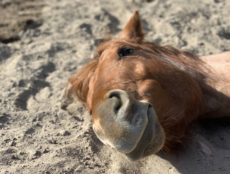 Horsenality! So kannst du den Pferdecharakter besser erkennen