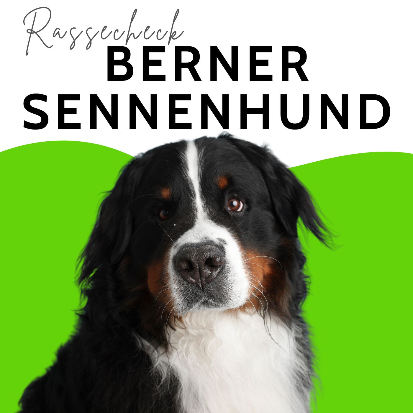 Berner Sennenhund I Warum diese Hunderasse so früh stirbt