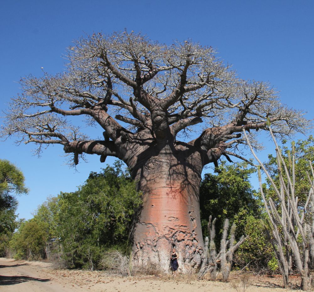 Madagaskar: touristische Highlights in Madagaskar