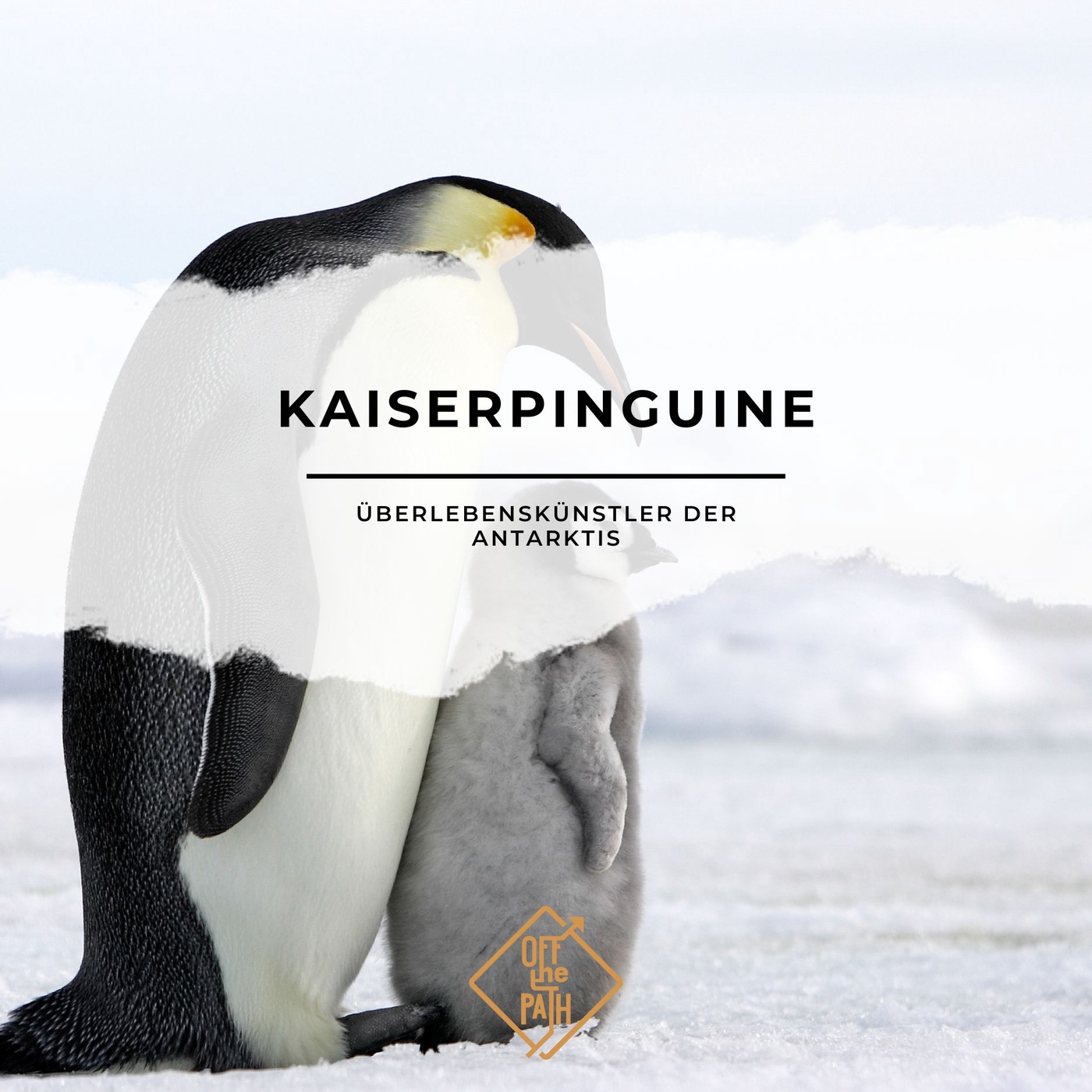 Kaiserpinguine