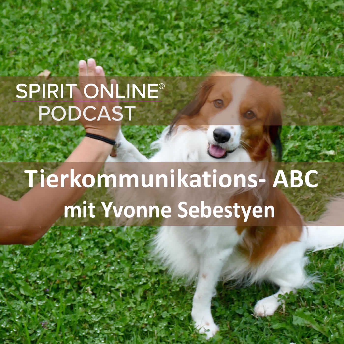 Das Tierkommunikations -  ABC - mit Yvonne Sebestyen