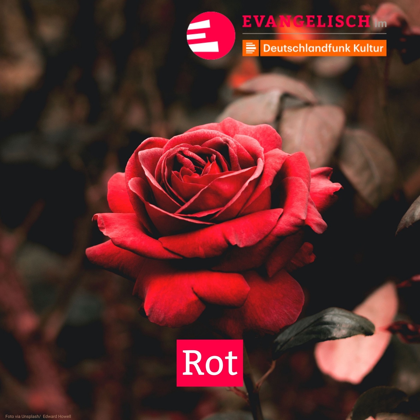 Rot