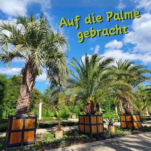 Auf die Palme gebracht – Der Podcast aus Bad Pyrmont